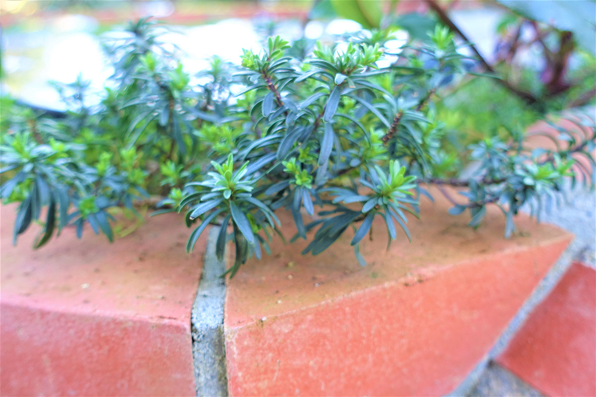 植樹されているハーブ