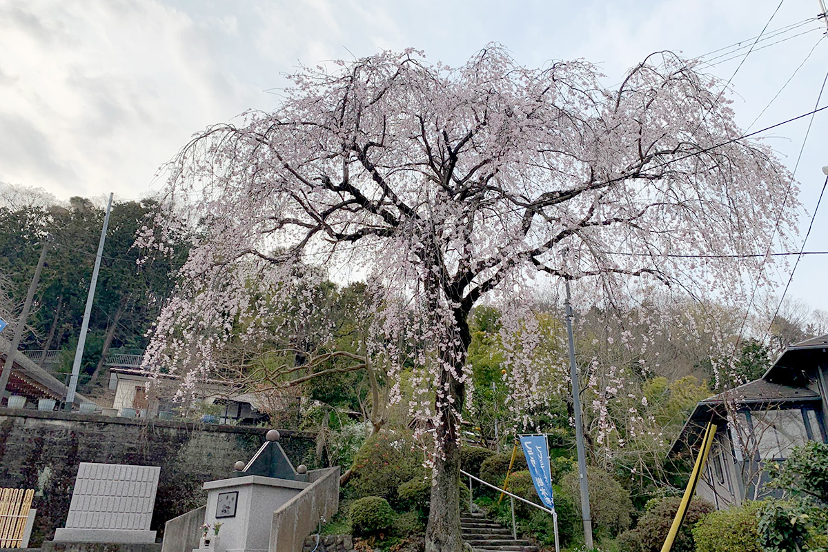 プレミアム愛川の里樹木葬墓地春の枝垂れ桜