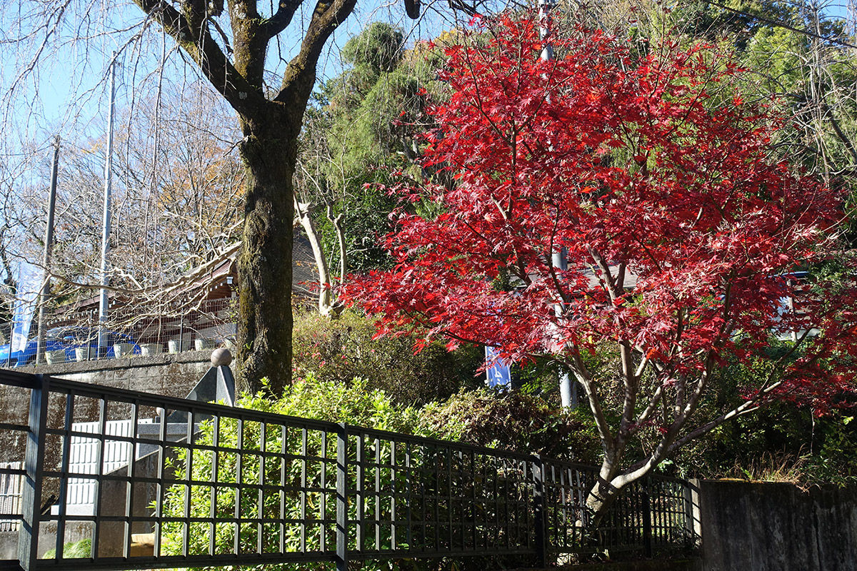 プレミアム愛川の里樹木葬墓地秋の紅葉
