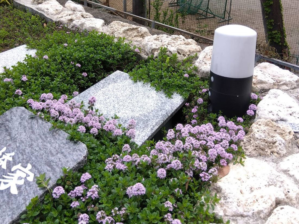 プレミアム小田原シーサイド共葬樹木葬墓地植栽の草花